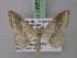  (Idaea gelbrechti - BC ZSM Lep 34953)  @13 [ ] CreativeCommons - Attribution Non-Commercial Share-Alike (2010) Unspecified SNSB, Zoologische Staatssammlung Muenchen