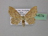  (Idaea simplicior - BC ZSM Lep 34978)  @14 [ ] CreativeCommons - Attribution Non-Commercial Share-Alike (2010) Unspecified SNSB, Zoologische Staatssammlung Muenchen