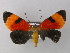  (Extramilionia - BC ZSM Lep 35001)  @14 [ ] CreativeCommons - Attribution Non-Commercial Share-Alike (2010) Unspecified SNSB, Zoologische Staatssammlung Muenchen