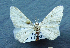  (Eupithecia mandarinca - BC ZSM Lep 35011)  @13 [ ] CreativeCommons - Attribution Non-Commercial Share-Alike (2010) Unspecified SNSB, Zoologische Staatssammlung Muenchen
