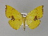  (Corymica AH01In - BC ZSM Lep 30093)  @13 [ ] CreativeCommons - Attribution Non-Commercial Share-Alike (2010) Unspecified SNSB, Zoologische Staatssammlung Muenchen