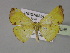  (Corymica AH01In - BC ZSM Lep 30095)  @13 [ ] CreativeCommons - Attribution Non-Commercial Share-Alike (2010) Unspecified SNSB, Zoologische Staatssammlung Muenchen