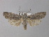  (Lithophane merckii - BC ZSM Lep 30932)  @13 [ ] CreativeCommons - Attribution Non-Commercial Share-Alike (2010) Unspecified SNSB, Zoologische Staatssammlung Muenchen
