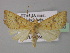  (Cirrhia fulvago - BC ZSM Lep 30960)  @14 [ ] CreativeCommons - Attribution Non-Commercial Share-Alike (2010) Unspecified SNSB, Zoologische Staatssammlung Muenchen