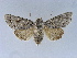  (Acronicta gigasa - BC ZSM Lep 34581)  @11 [ ] CreativeCommons - Attribution Non-Commercial Share-Alike (2010) Unspecified SNSB, Zoologische Staatssammlung Muenchen