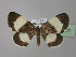  (Baptria tibiale - BC ZSM Lep 35627)  @14 [ ] Copyright (2010) Unspecified SNSB, Zoologische Staatssammlung Muenchen