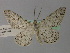  (Glena bipennariaAH01Ar - BC ZSM Lep 35736)  @13 [ ] CreativeCommons - Attribution Non-Commercial Share-Alike (2010) Unspecified SNSB, Zoologische Staatssammlung Muenchen