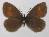  (Erebia eriphyle - BC ZSM Lep 36645)  @14 [ ] CreativeCommons - Attribution Non-Commercial Share-Alike (2010) Unspecified SNSB, Zoologische Staatssammlung Muenchen