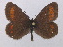  (Erebia pharte - BC ZSM Lep 36649)  @14 [ ] CreativeCommons - Attribution Non-Commercial Share-Alike (2010) Unspecified SNSB, Zoologische Staatssammlung Muenchen