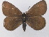  (Erebia pluto - BC ZSM Lep 36650)  @14 [ ] CreativeCommons - Attribution Non-Commercial Share-Alike (2010) Unspecified SNSB, Zoologische Staatssammlung Muenchen