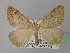  (Dasypteroma - BC ZSM Lep 36698)  @14 [ ] CreativeCommons - Attribution Non-Commercial Share-Alike (2010) Unspecified SNSB, Zoologische Staatssammlung Muenchen