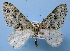  (Trichopterigia - BC ZSM Lep 36728)  @15 [ ] Copyright (2010) Unspecified SNSB, Zoologische Staatssammlung Muenchen