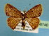  (Chrysocraspeda plumbeofusa - BC ZSM Lep 36740)  @14 [ ] Copyright (2010) Unspecified SNSB, Zoologische Staatssammlung Muenchen
