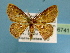  (Chrysocraspeda MS03 - BC ZSM Lep 36741)  @13 [ ] Copyright (2010) Unspecified SNSB, Zoologische Staatssammlung Muenchen