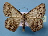  (Cassyma chrotadelpha - BC ZSM Lep 36752)  @15 [ ] Copyright (2010) Unspecified SNSB, Zoologische Staatssammlung Muenchen