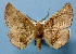  (Garaeus phthinophylla - BC ZSM Lep 36755)  @13 [ ] Copyright (2010) Unspecified SNSB, Zoologische Staatssammlung Muenchen