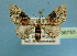  (Mnesiloba - BC ZSM Lep 36757)  @14 [ ] Copyright (2010) Unspecified SNSB, Zoologische Staatssammlung Muenchen