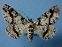  (Cleora pendleburyiAH01 - BC ZSM Lep 36765)  @14 [ ] Copyright (2010) Unspecified SNSB, Zoologische Staatssammlung Muenchen