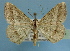  (Macaria pulinda - BC ZSM Lep 36766)  @14 [ ] Copyright (2010) Unspecified SNSB, Zoologische Staatssammlung Muenchen
