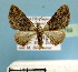  (Mnesiloba - BC ZSM Lep 36769)  @14 [ ] Copyright (2010) Unspecified SNSB, Zoologische Staatssammlung Muenchen