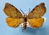  (Achrosis lithosiaria - BC ZSM Lep 36773)  @14 [ ] Copyright (2010) Unspecified SNSB, Zoologische Staatssammlung Muenchen