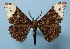  (Hyposidra apioleuca - BC ZSM Lep 36784)  @14 [ ] Copyright (2010) Unspecified SNSB, Zoologische Staatssammlung Muenchen