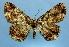  (Coremecis incursaria - BC ZSM Lep 36816)  @15 [ ] Copyright (2010) Unspecified SNSB, Zoologische Staatssammlung Muenchen