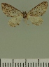  (Eupithecia JLC00383Zw - JLC ZW Lep 00383)  @11 [ ] Copyright (2010) Unspecified Research Collection of Juergen Lenz