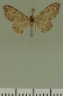  (Eupithecia JLC00402Zw - JLC ZW Lep 00402)  @11 [ ] Copyright (2010) Unspecified Research Collection of Juergen Lenz