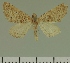 (Eupithecia licita - JLC ZW Lep 00425)  @13 [ ] Copyright (2010) Unspecified Research Collection of Juergen Lenz