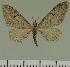  (Eupithecia JLC00428Zw - JLC ZW Lep 00428)  @13 [ ] Copyright (2010) Unspecified Research Collection of Juergen Lenz