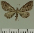  (Eupithecia JLC00436Zw - JLC ZW Lep 00436)  @13 [ ] Copyright (2010) Unspecified Research Collection of Juergen Lenz