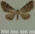  (Eupithecia JLC00437Zw - JLC ZW Lep 00437)  @12 [ ] Copyright (2010) Unspecified Research Collection of Juergen Lenz