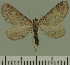  (Eupithecia BOLD:AAN0706 - JLC ZW Lep 00447)  @13 [ ] Copyright (2010) Unspecified Research Collection of Juergen Lenz