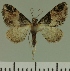  (Eupithecia JLC00454Zw - JLC ZW Lep 00454)  @12 [ ] Copyright (2010) Unspecified Research Collection of Juergen Lenz