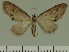  (Eupithecia JLC00461Zw - JLC ZW Lep 00461)  @12 [ ] Copyright (2010) Unspecified Research Collection of Juergen Lenz