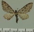  (Eupithecia JLC00473Zw - JLC ZW Lep 00473)  @13 [ ] Copyright (2010) Unspecified Research Collection of Juergen Lenz