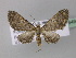  (Eupithecia AH04Ec - BC ZSM Lep 32649)  @13 [ ] CreativeCommons - Attribution Non-Commercial Share-Alike (2010) Unspecified SNSB, Zoologische Staatssammlung Muenchen