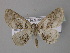  (Bryoptera AH01Ec - BC ZSM Lep 32660)  @14 [ ] CreativeCommons - Attribution Non-Commercial Share-Alike (2010) Unspecified SNSB, Zoologische Staatssammlung Muenchen