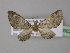  (Eupithecia AH05Ec - BC ZSM Lep 32662)  @12 [ ] CreativeCommons - Attribution Non-Commercial Share-Alike (2010) Unspecified SNSB, Zoologische Staatssammlung Muenchen