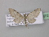  (Eupithecia AH07Ec - BC ZSM Lep 32672)  @13 [ ] CreativeCommons - Attribution Non-Commercial Share-Alike (2010) Unspecified SNSB, Zoologische Staatssammlung Muenchen