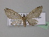  (Eupithecia AH08Ec - BC ZSM Lep 32673)  @13 [ ] CreativeCommons - Attribution Non-Commercial Share-Alike (2010) Unspecified SNSB, Zoologische Staatssammlung Muenchen