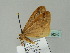  (Alsophila AH01Ch - BC ZSM Lep 36240)  @12 [ ] CreativeCommons - Attribution Non-Commercial Share-Alike (2010) Unspecified SNSB, Zoologische Staatssammlung Muenchen