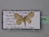  (Idaea basicostalis - BC ZSM Lep 36915)  @12 [ ] CreativeCommons - Attribution Non-Commercial Share-Alike (2010) Unspecified SNSB, Zoologische Staatssammlung Muenchen