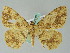  (Afroracotis longicornuta congolana - BC ZSM Lep 36519)  @14 [ ] CreativeCommons - Attribution Non-Commercial Share-Alike (2010) Axel Hausmann/Bavarian State Collection of Zoology (ZSM) SNSB, Zoologische Staatssammlung Muenchen