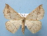  (Psilocerea leptosyne - BC ZSM Lep 40501)  @15 [ ] Copyright (2010) Axel Hausmann/Bavarian State Collection of Zoology (ZSM) SNSB, Zoologische Staatssammlung Muenchen