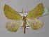  (Sicyodes arcuatilinea - BC ZSM Lep 40922)  @13 [ ] CreativeCommons - Attribution Non-Commercial Share-Alike (2010) Axel Hausmann/Bavarian State Collection of Zoology (ZSM) SNSB, Zoologische Staatssammlung Muenchen