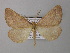  ( - BC ZSM Lep 40931)  @14 [ ] CreativeCommons - Attribution Non-Commercial Share-Alike (2010) Axel Hausmann/Bavarian State Collection of Zoology (ZSM) SNSB, Zoologische Staatssammlung Muenchen
