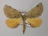  (Derrioides BOLD:AAX8917 - BC ZSM Lep 40965)  @14 [ ] CreativeCommons - Attribution Non-Commercial Share-Alike (2010) Axel Hausmann/Bavarian State Collection of Zoology (ZSM) SNSB, Zoologische Staatssammlung Muenchen