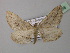  ( - BC ZSM Lep 40988)  @13 [ ] CreativeCommons - Attribution Non-Commercial Share-Alike (2010) Axel Hausmann/Bavarian State Collection of Zoology (ZSM) SNSB, Zoologische Staatssammlung Muenchen